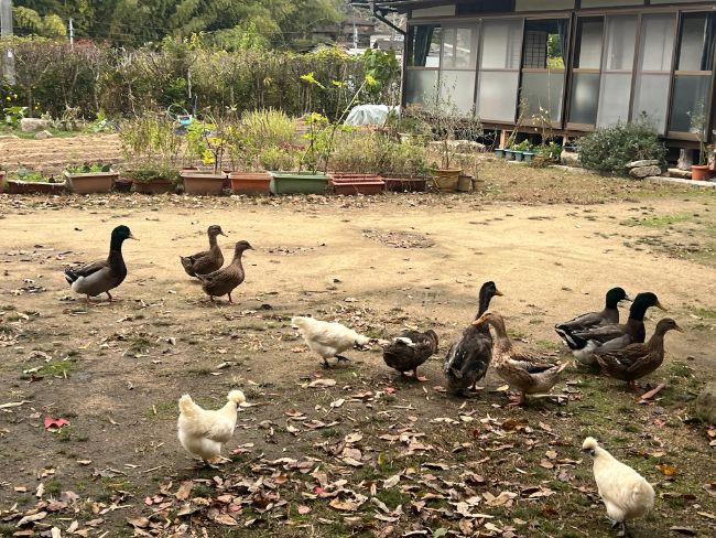 小さな農園と合鴨