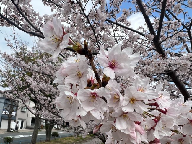 2022年都賀川公園の桜だより