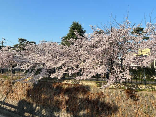 石屋川公園の桜