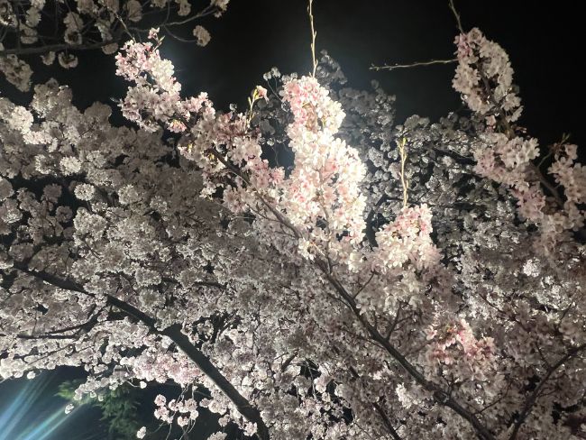 王子動物園の夜桜