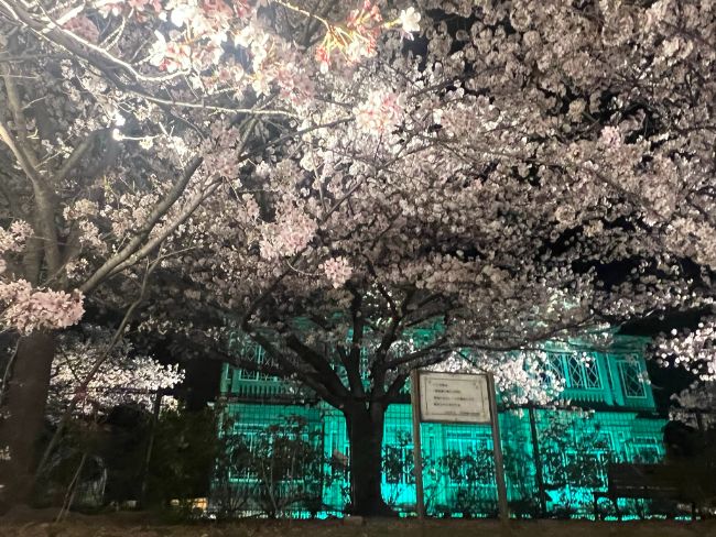 王子動物園の夜桜
